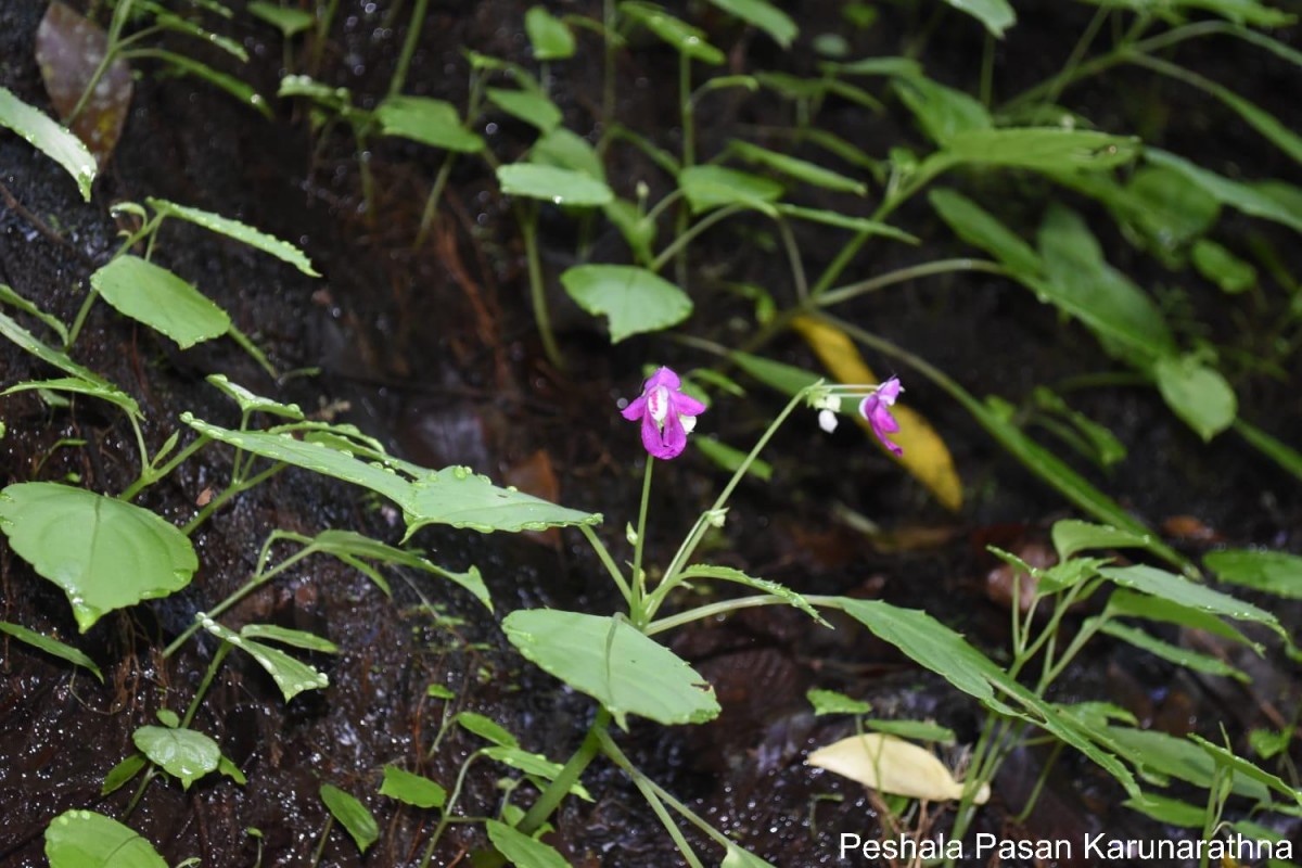 Impatiens yakandawalarum Gopallawa, Hapuarachchi & Jayathissa